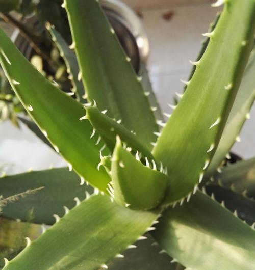 努力向上的植物之我见（以植物为象征的坚持不懈和成长之路）