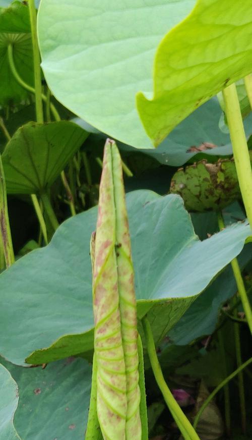 清廉之花（花开柳绿间）