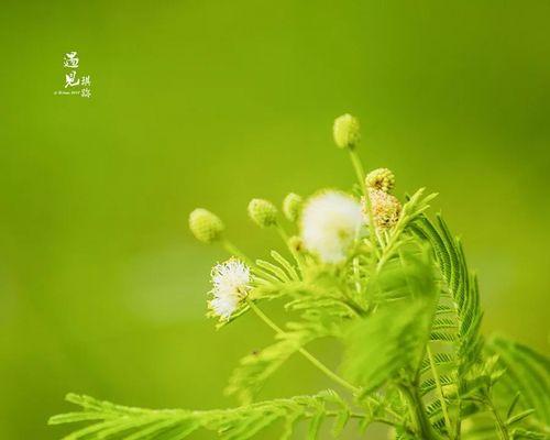 自由自在的植物世界（探索自然奇观）