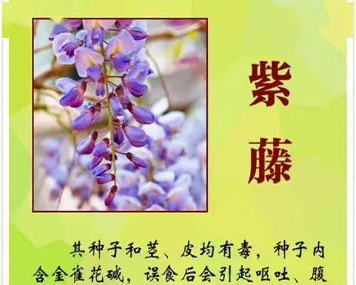 以岩蔷薇为主题的花语及代表意义（岩蔷薇的花语及象征意义解析）