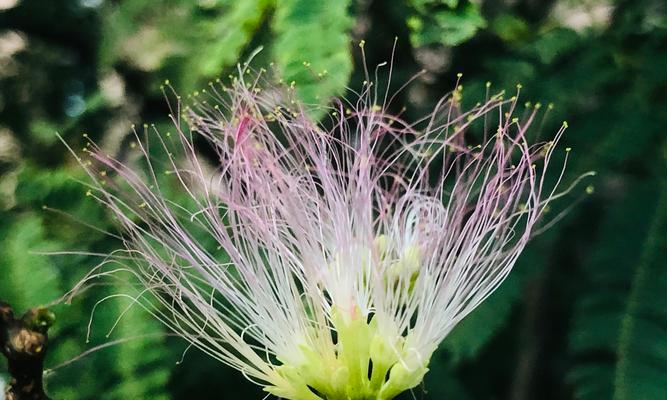 夜合花的花语与传说（花语寄托的情感与神秘的传说）