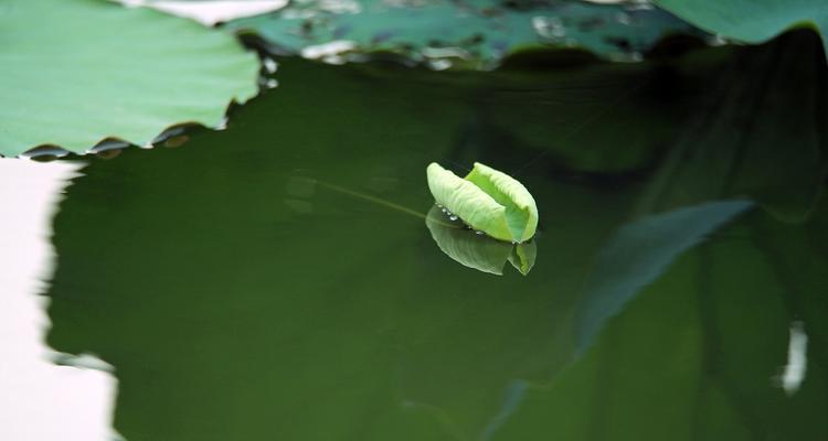 一叶莲（清心寡欲）