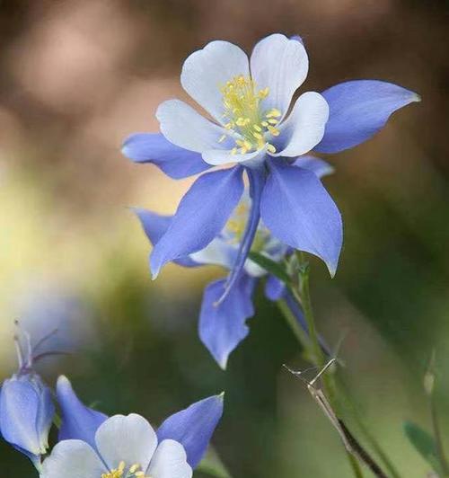 银杏花的花语与含义（探寻银杏花的神秘语言）