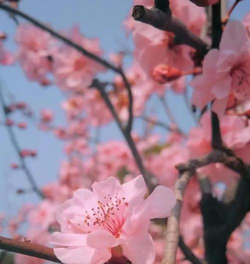 樱花与生肖（探寻樱花背后的生肖文化奥秘）