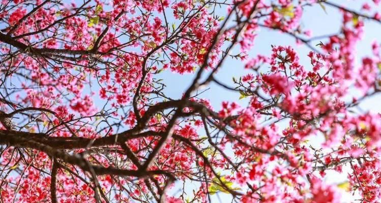 樱花与生肖（探寻樱花背后的生肖文化奥秘）