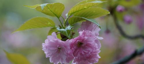 樱花与生肖（探寻樱花背后的生肖文化奥秘）