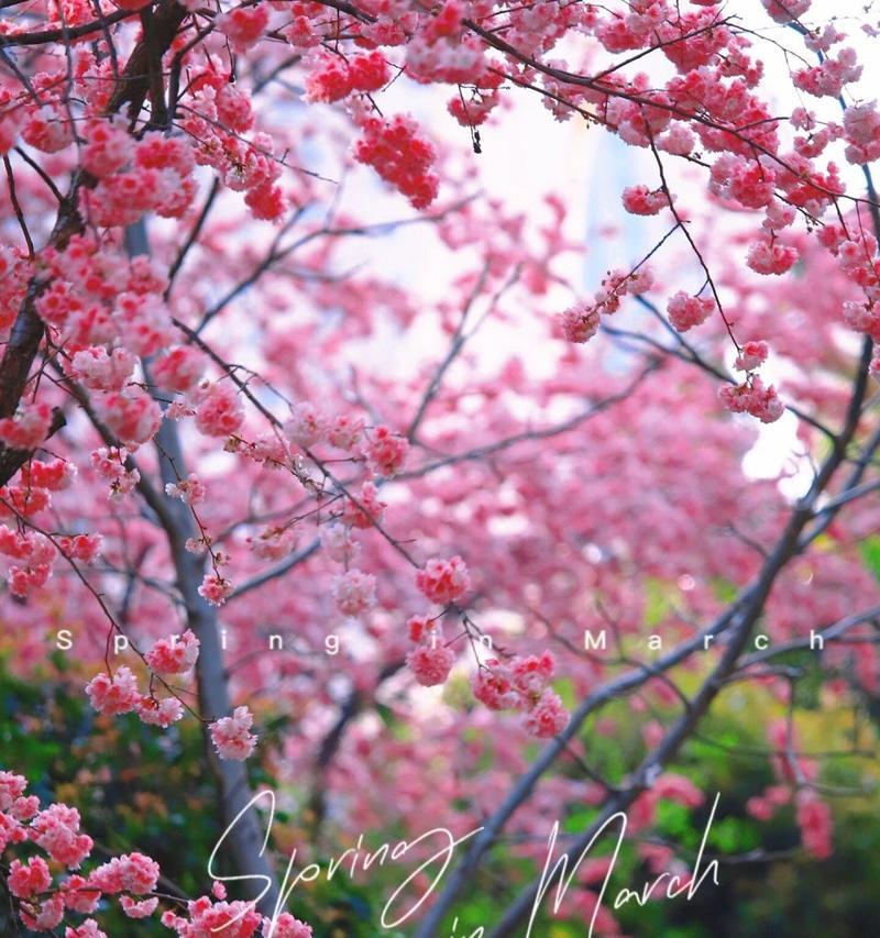 樱花的美丽与寓意（探索樱花的花语与文化）