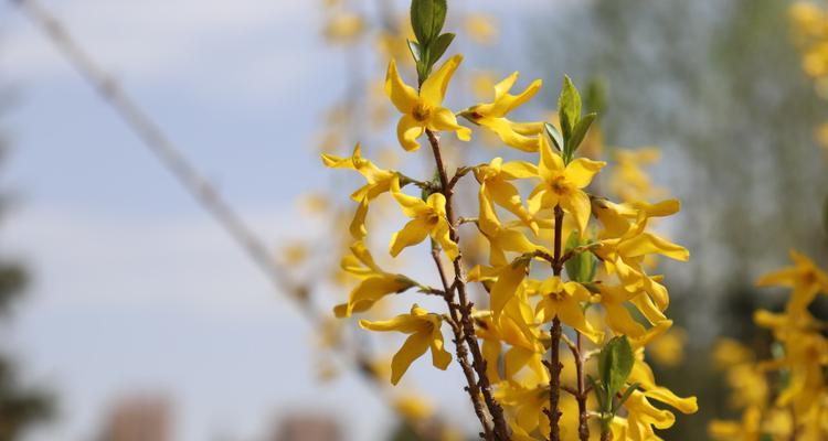 春风迎春花花开-迎春花的花语与传说（春天的使者-迎春花传递着希望与喜悦）