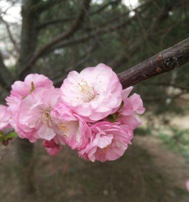 榆叶梅花语与作用（寓意深远的榆叶梅）