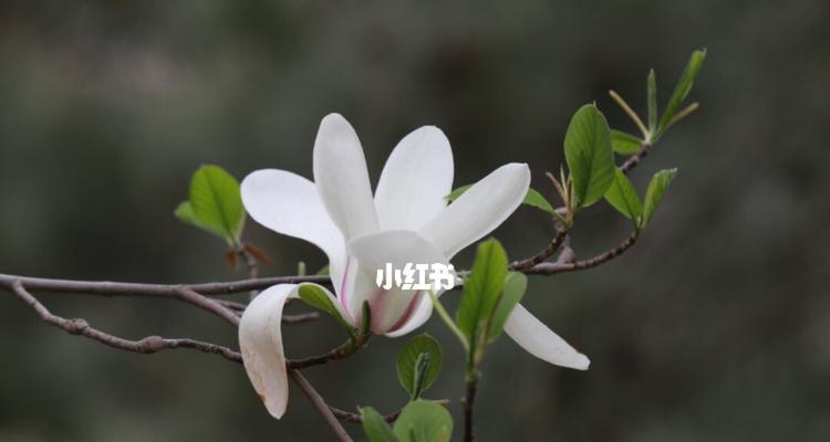 玉兰花的象征意义及传承（探寻玉兰花的美丽与力量）