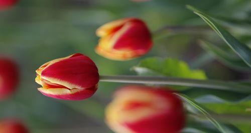 郁金香花语的神奇魅力（以郁金香适合送什么人）