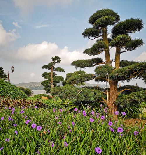 珠海市的花——岭南丹桂（以丹桂为象征的珠海市花）