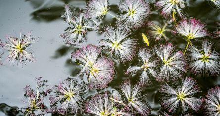 紫边碧玉椒草的神奇功效与花语（探索紫边碧玉椒草的作用）