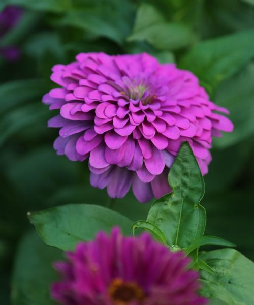 紫色菊花的花语与意义（探索紫色菊花所代表的深邃和神秘之美）