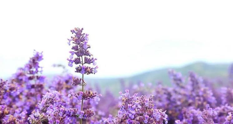 等待爱情的奇迹——紫色薰衣草花语（紫色薰衣草的含义及其象征的爱情奇迹）