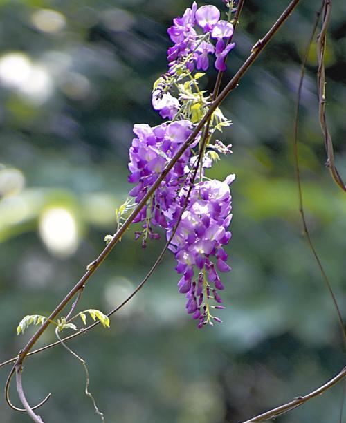 紫藤花的花语与寓意（探寻紫藤花的神秘传说与意义）