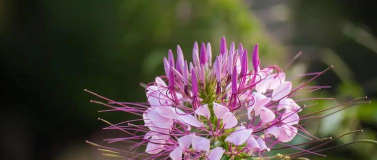 迷醉于醉蝶花的花语之美（探秘醉蝶花的花语意义及传承之道）