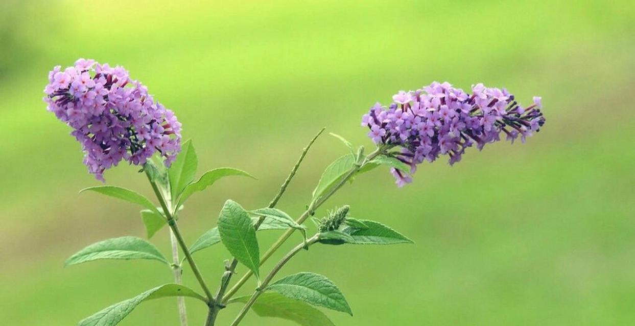 醉鱼草的花语与奇妙之美（探索醉鱼草花语的深意）