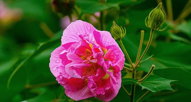 白芙蓉花的寓意与象征（传递纯洁与希望的花朵）