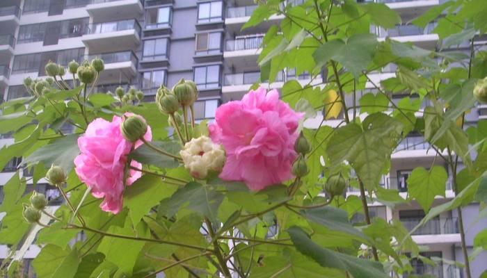 白芙蓉花的寓意与象征（传递纯洁与希望的花朵）