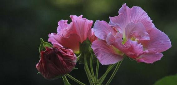 芙蓉花（揭示芙蓉花的花语和代表意义）