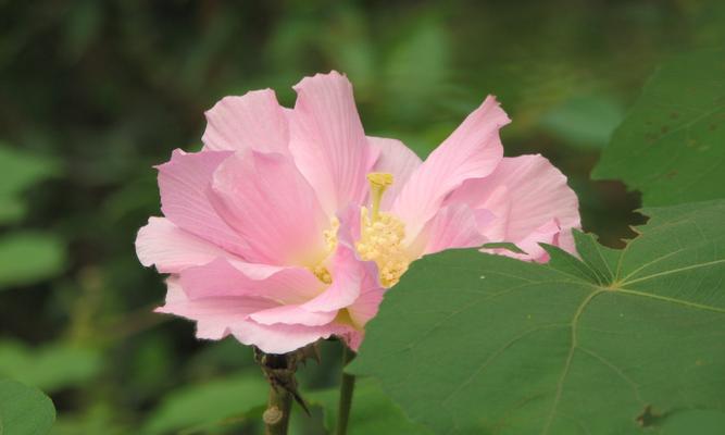 芙蓉花（绽放富贵）