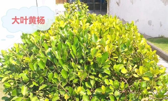 黄杨是什么植物？黄杨的种类和特点有哪些？