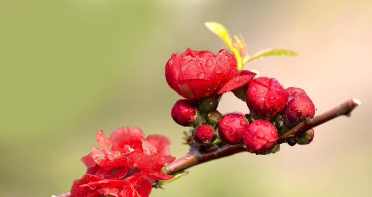 什么花代表挚爱？揭秘挚爱花语背后的含义？