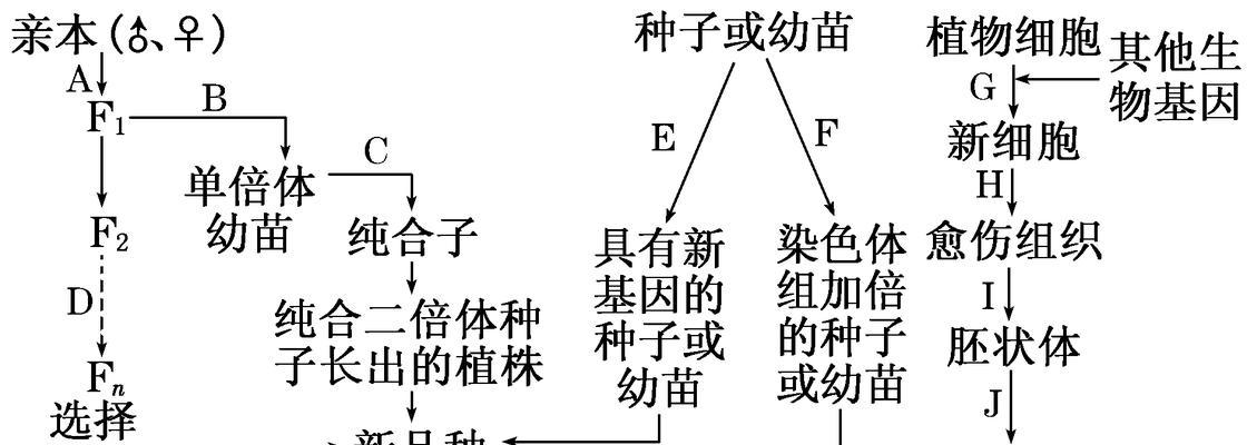 黄杨种子播种方法是什么？如何确保高发芽率？