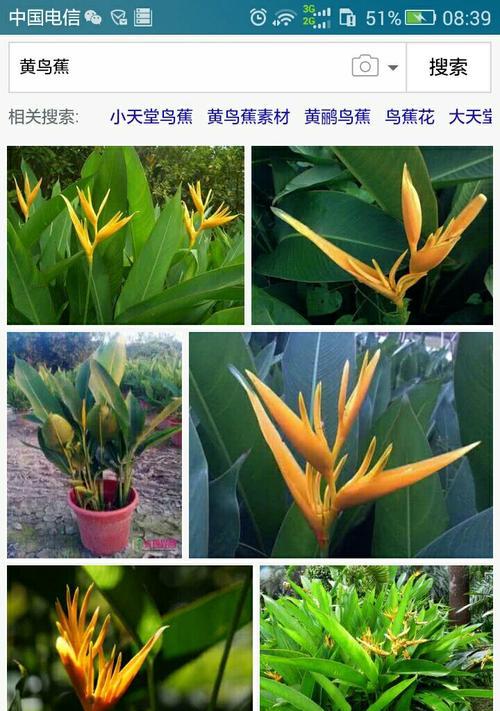 黄莺鲜花如何正确醒花？醒花时间与方法是什么？