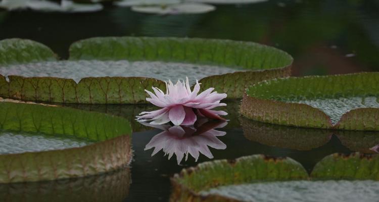 睡莲开花的寓意是什么？象征意义有哪些？