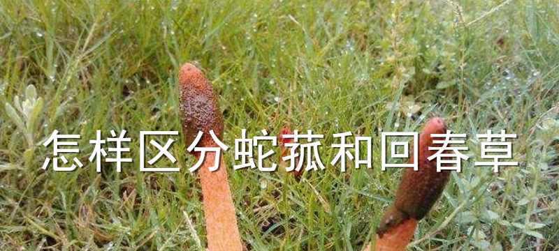 回春草生长在什么地方？如何识别和利用这种神奇植物？