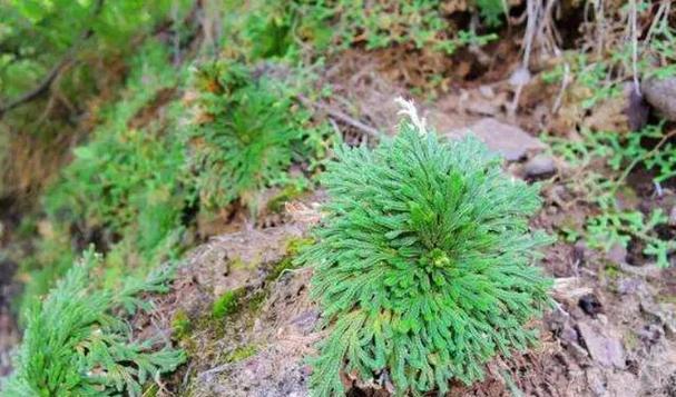 回春草生长在什么地方？如何识别和利用这种神奇植物？