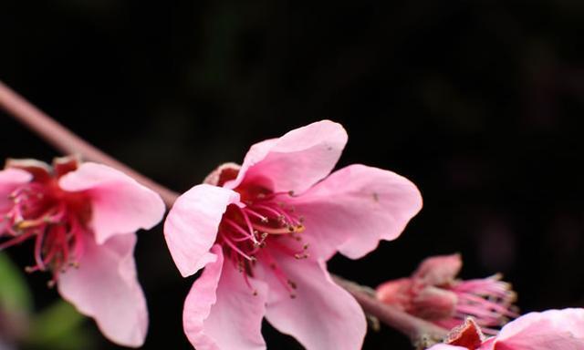 桃花代表什么生肖？十二生肖中谁最易走桃花运？