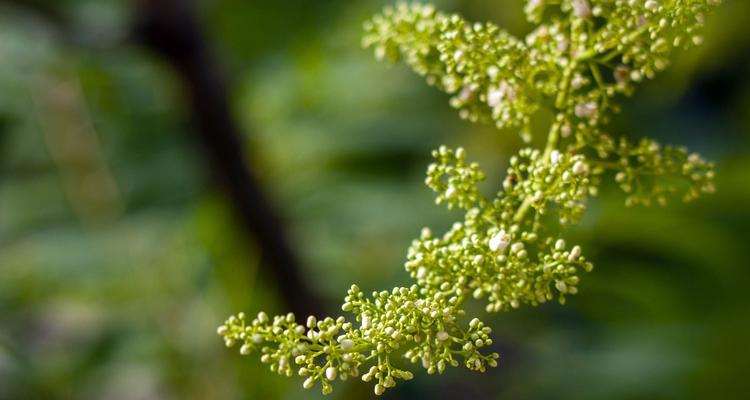 香椿树会开花吗？开花的寓意是什么？