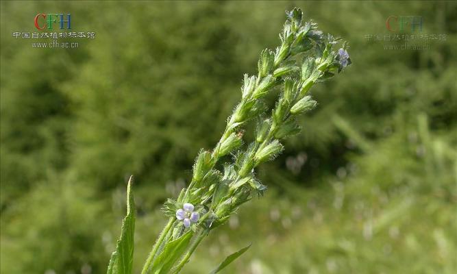 玄参科植物有哪些共性特征？玄参科代表植物的特点是什么？