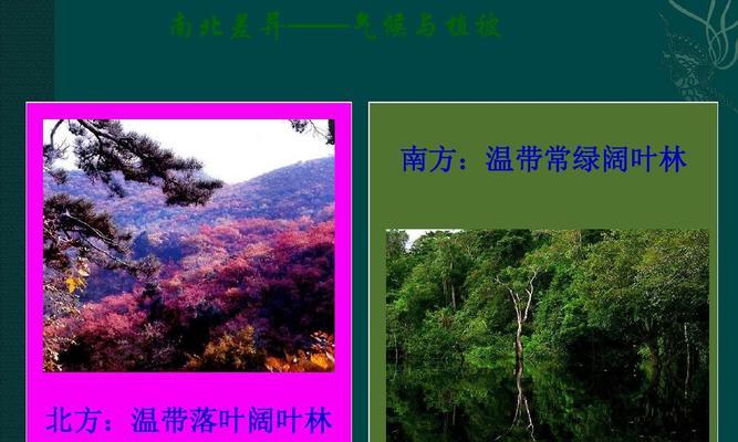 硬叶林代表植物常绿硬叶林的叶片特点是什么？如何识别？