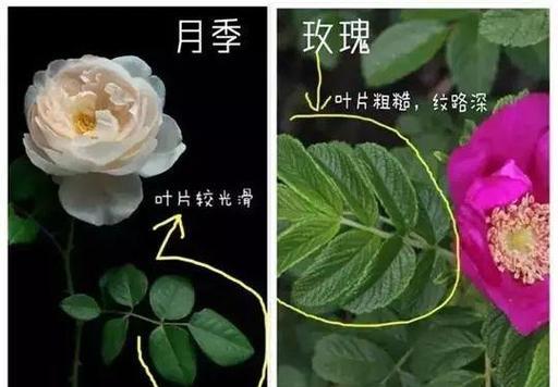 火烈鸟月季属于藤本植物还是灌木？如何区分？