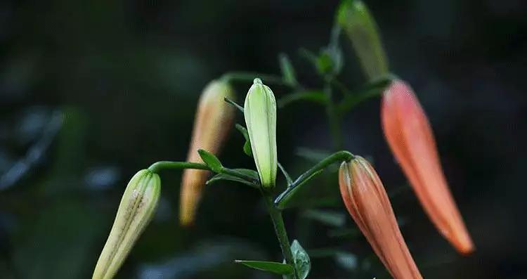 野百合代表什么？花语和寓意有哪些常见问题解答？