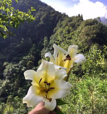 野百合代表什么？花语和寓意有哪些常见问题解答？