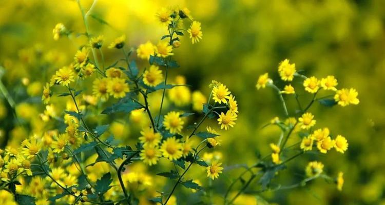 野菊花的花语是什么？如何用野菊花表达情感？