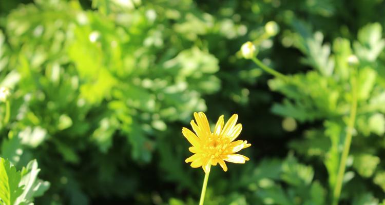 野菊花的花语是什么？如何用野菊花表达情感？