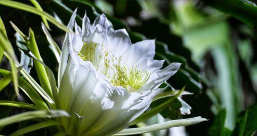 火龙果花骨朵多久会开花？开花前的特征是什么？