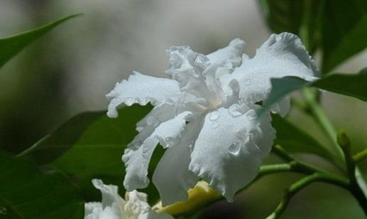 夜来香是什么意思？它的花语和象征意义有哪些？