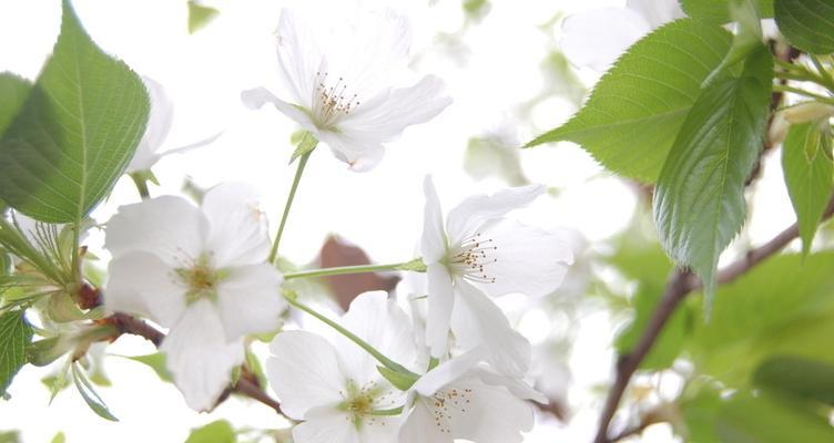 樱桃花花语是什么？如何养护樱桃花？