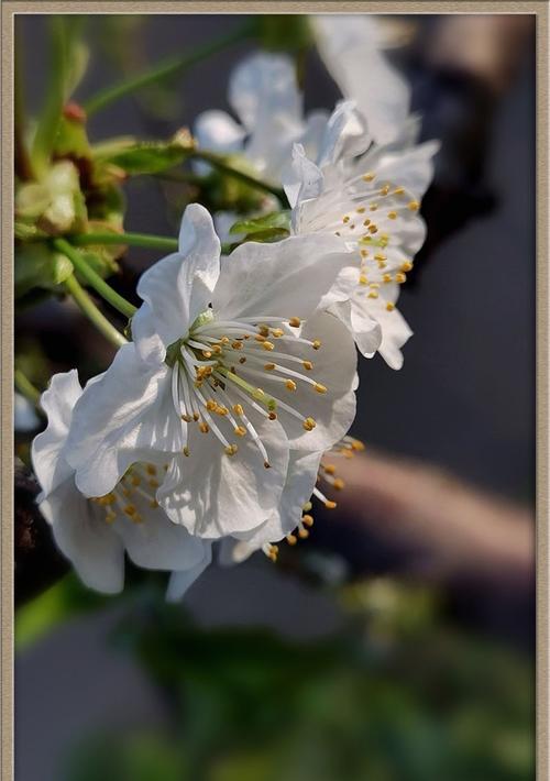 樱桃花花语是什么？如何养护樱桃花？