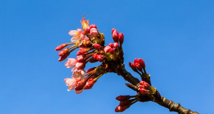 樱桃花花语是什么？如何养护樱桃花？