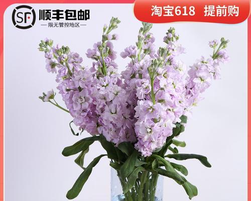 栽培紫罗兰花卉意义是什么？如何正确栽培紫罗兰花卉？