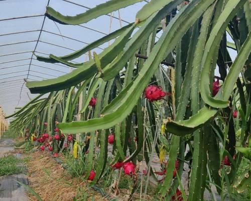 火龙果最佳种植时间是什么时候？如何确保种植成功？