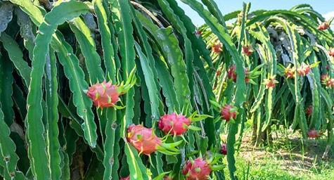 火龙果最佳种植时间是什么时候？如何确保种植成功？